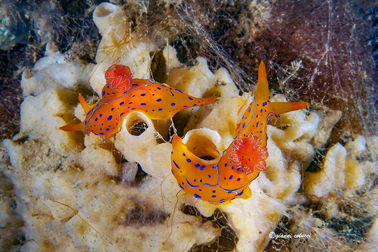 To Marine Heterobranchia (Salento Sommerso)