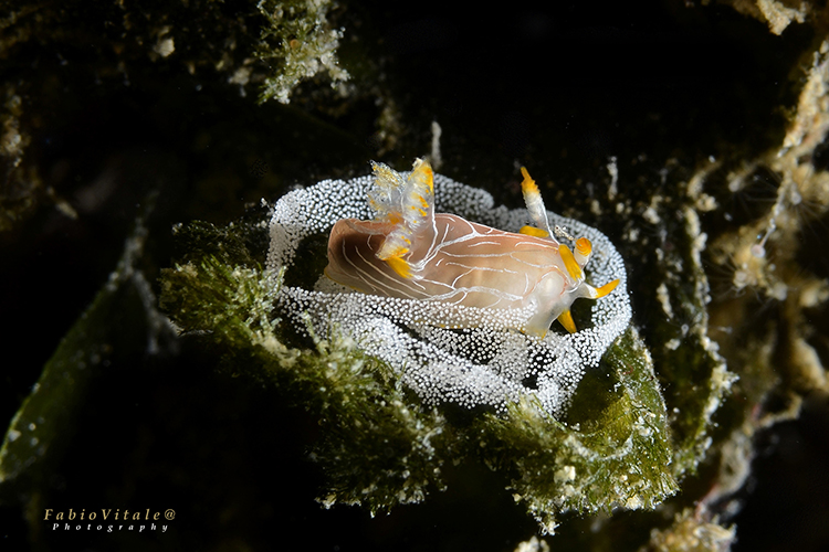 To Marine Heterobranchia (Salento Sommerso)