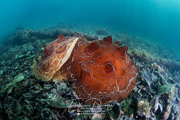 To Marine Heterobranchia (Salento Sommerso)