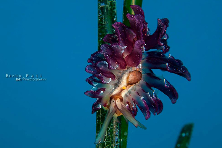 To Marine Heterobranchia (Salento Sommerso)