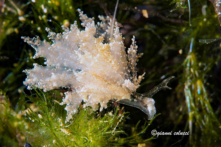 To Marine Heterobranchia (Salento Sommerso)